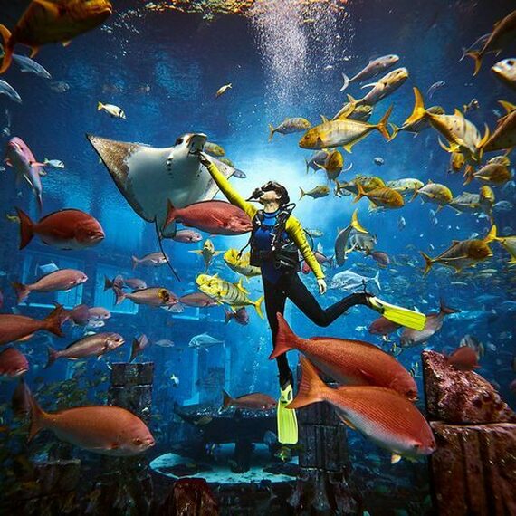Diving Aquarium Experiences